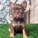 Bruno