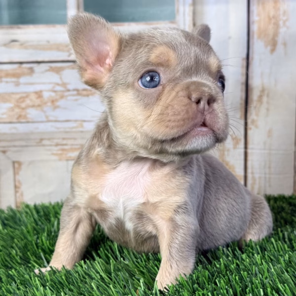 Max