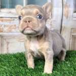 Winston