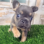 Diesel