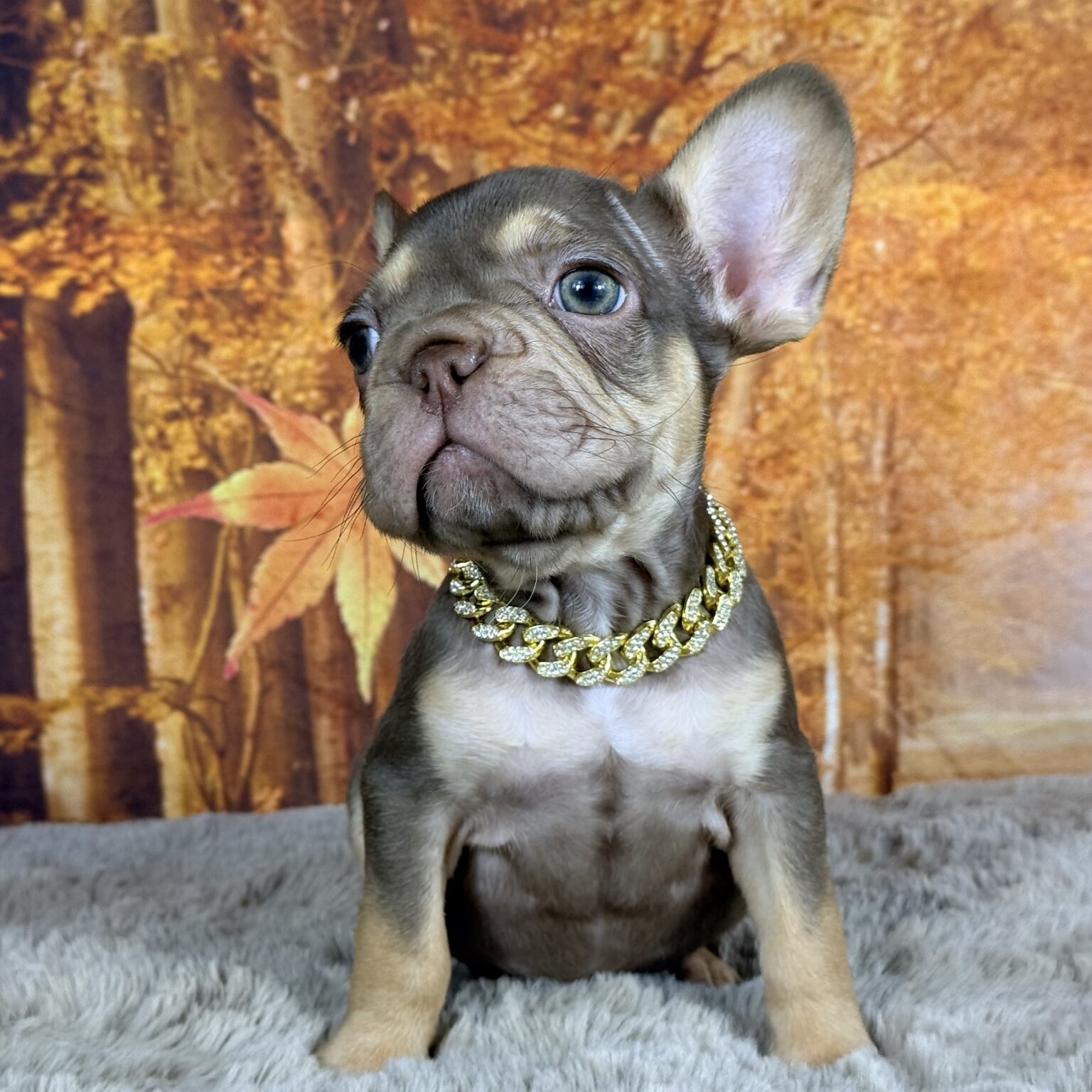 rolo-12-week-frenchie-puppy-1-1536x1536 Simba - Image 1