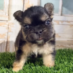 Buster