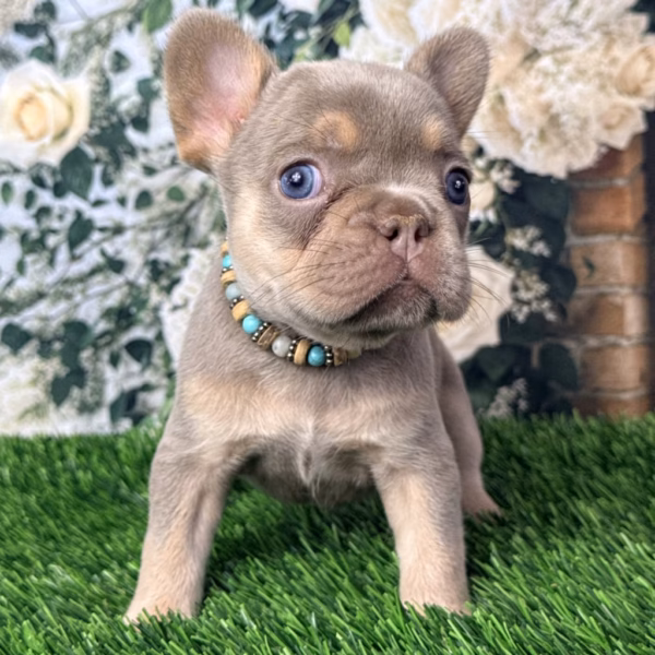 Milo
